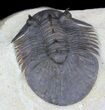 Undescribed Corynexochid Trilobite - Very Rare #34502-5